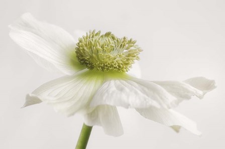 White Anemone Flower by Cora Niele art print