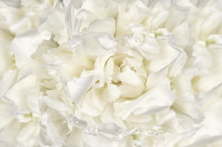 White Peony Flower by Cora Niele art print