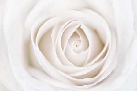 White Rose by Cora Niele art print