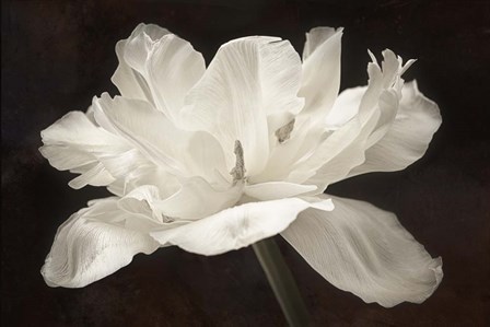 White Tulip I by Cora Niele art print