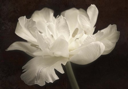 White Tulip II by Cora Niele art print