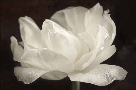 White Tulip III by Cora Niele art print