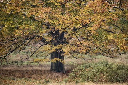 Beech Tree by Cora Niele art print