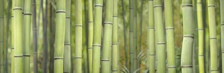 Bamboo Scape by Cora Niele art print