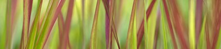 Green &amp; Red Grass Scape by Cora Niele art print