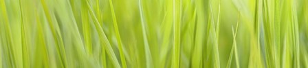 Green Grass Scape by Cora Niele art print