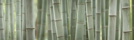 Grey Bamboo Scape by Cora Niele art print