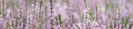 Heather Scape by Cora Niele art print