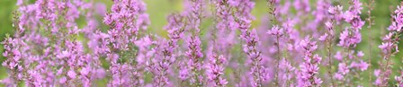 Pink Flower Scape by Cora Niele art print