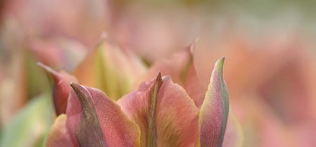 Tulip &#39;Artist&#39; Scape by Cora Niele art print