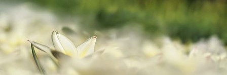 White Tulip Scape by Cora Niele art print
