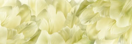 Yellow Tulip Scape by Cora Niele art print
