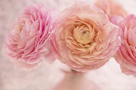 Pink Persian Buttercup Bouquet by Cora Niele art print