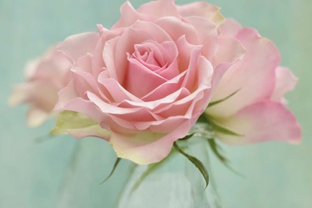 Pink Roses by Cora Niele art print