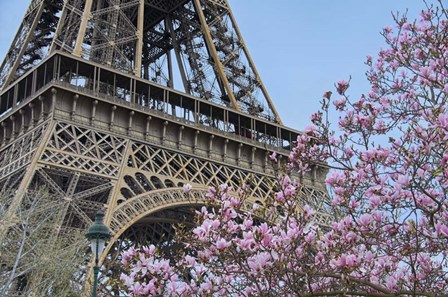 Eiffel Tower with Pink Magnolia by Cora Niele art print
