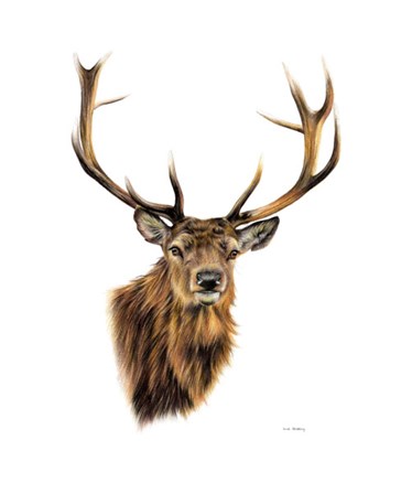 Stag White Background by Sarah Stribbling art print