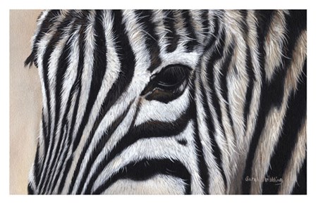 Zebra Eyes by Sarah Stribbling art print