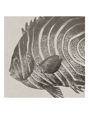 Vintage Fish II by Sparx Studio art print