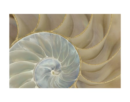 Soft Nautilus by Sparx Studio art print