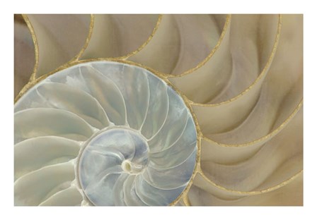 Soft Nautilus by Sparx Studio art print