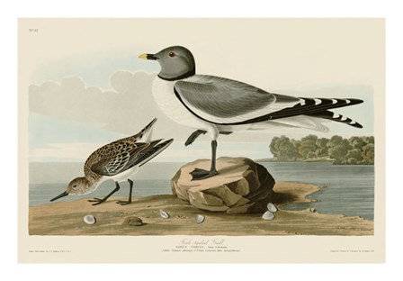 Fork-Tailed Gull by John James Audubon art print