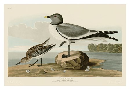 Fork-Tailed Gull by John James Audubon art print