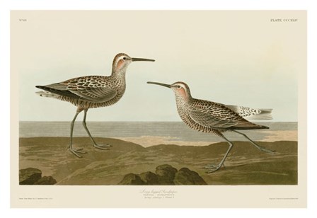 Long-Legged Sandpiper by John James Audubon art print