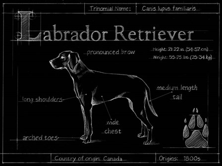 Blueprint Labrador Retriever by Ethan Harper art print