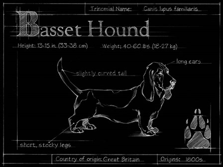 Blueprint Bassett Hound by Ethan Harper art print