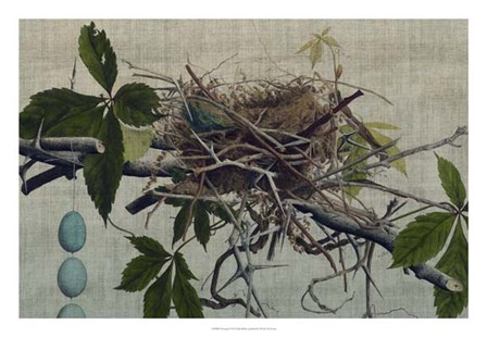 Nesting I by John Butler art print