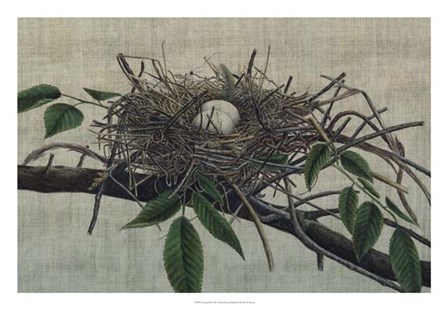 Nesting III by John Butler art print