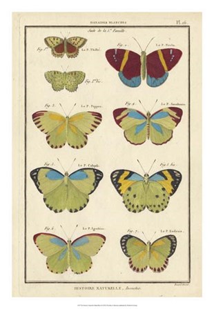 Histoire Naturelle Butterflies II art print
