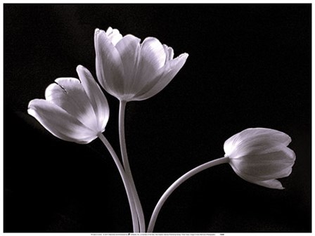 Three Tulips art print