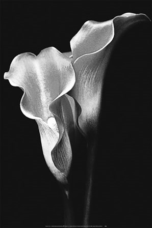 Two Callas art print