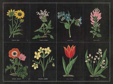 Botanical on Black Chart I by Wild Apple Portfolio art print