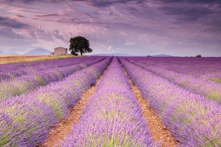 Stone House in Lavender Field by Michael Blanchette Photography art print