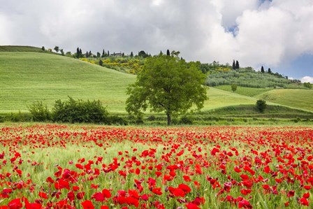 Tuscan Poppies by Michael Blanchette Photography art print