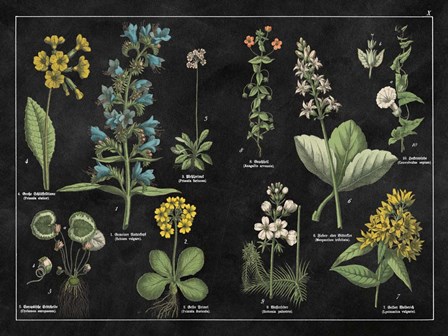 Botanical Floral Chart I Black and White by Wild Apple Portfolio art print
