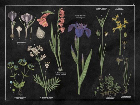Botanical Floral Chart II Black and White by Wild Apple Portfolio art print