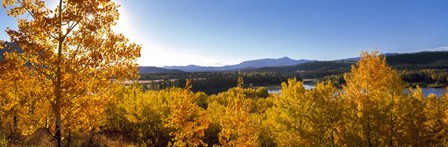 Trees at Oxbow Bend, Grand Teton National Park, Wyoming by Panoramic Images art print