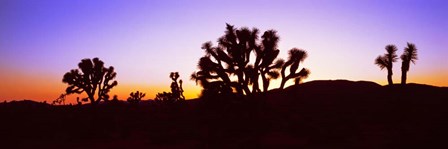 Joshua Tree National Park, California by Panoramic Images art print