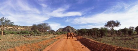 Elephant in Tsavo East National Park, Kenya by Panoramic Images art print