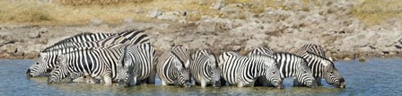 Burchell&#39;s Zebras, Etosha National Park, Namibia by Panoramic Images art print