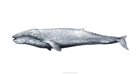 Whale Portrait IV by Grace Popp art print
