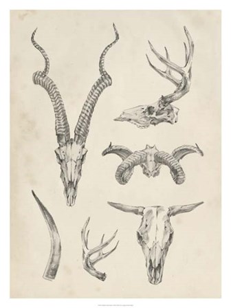 Skull &amp; Antler Study I by Ethan Harper art print