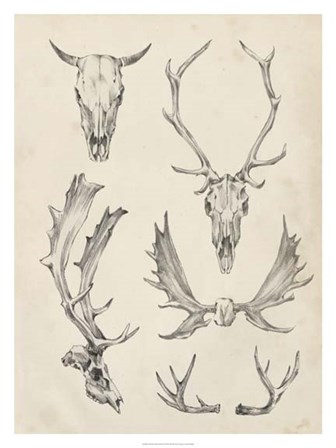 Skull &amp; Antler Study II by Ethan Harper art print