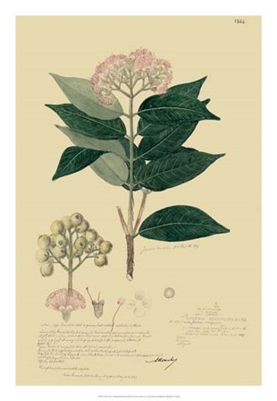 Descubes Tropical Botanical I by Alexandre Descubes art print