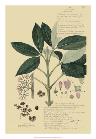 Descubes Tropical Botanical II by Alexandre Descubes art print