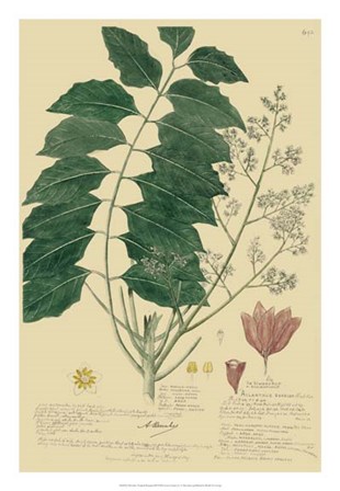 Descubes Tropical Botanical III by Alexandre Descubes art print
