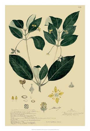 Descubes Tropical Botanical IV by Alexandre Descubes art print